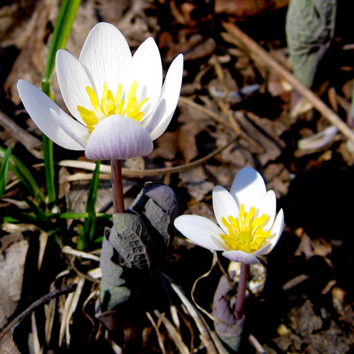 Sanguinaria canadensis Qty 96